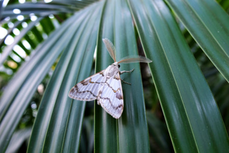 A close-up photograph shows a white moth with gray markings perched on a vibrant green palm frond....
