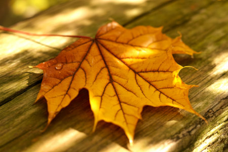 A single, vibrant golden maple leaf rests on a weathered wooden surface. Sunlight illuminates the leaf, highlighting its intricate veins and a few water droplets.の写真素材