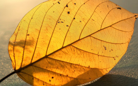 A close-up shot reveals the intricate venation of a single, sunlit autumn leaf. Its yellow hue and...