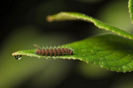 A close-up shot reveals a small, brown caterpillar with tiny hairs crawling on a vibrant green leaf. A single dewdrop clings to the leaf.の写真素材