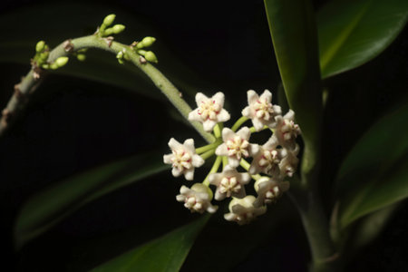 A detailed close-up captures a cluster of delicate, star-shaped Hoya Kerrii flowers in full bloom, set against a stark black backdrop. The image highlights the flowers' creamy white petals and subtle pink centers.の写真素材