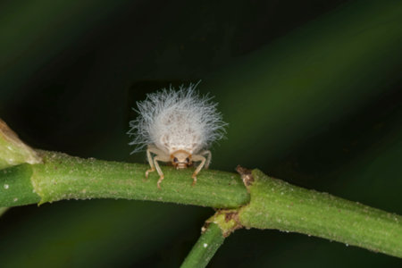 A close-up photograph reveals a small, white planthopper covered in fluffy hairs. It is perched on a slender, green plant stem against a blurred dark green background.の写真素材