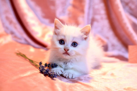 A fluffy white kitten with striking blue eyes rests on a soft pink velvet fabric, accompanied by a sprig of lavender.の素材