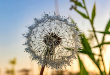A close-up reveals a dandelion seed head adorned with countless dewdrops, glistening in the soft light of sunrise. The background is blurred, showcasing green foliage.の素材