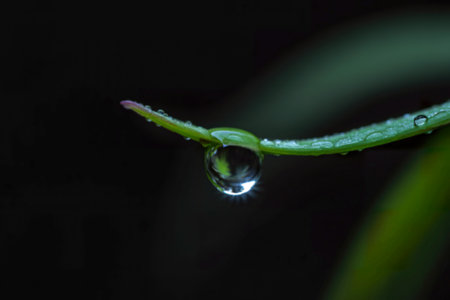 A single, glistening dewdrop hangs precariously from a slender blade of grass, reflecting the...