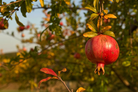 Ripe pomegranate hanging on branch in orchard