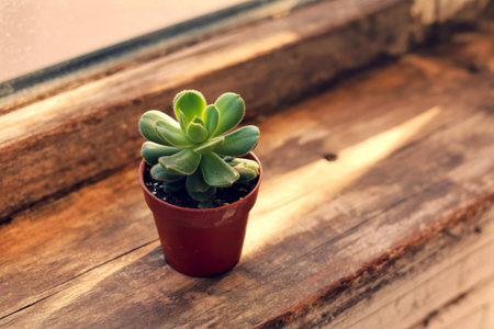 A small, vibrant green succulent sits in a terracotta pot on a rustic wooden windowsill, bathed in soft sunlight. The scene evokes a sense of calm and natural beauty.の写真素材