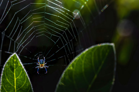 A vibrant blue spider sits patiently in the center of its intricate web, glistening with morning...