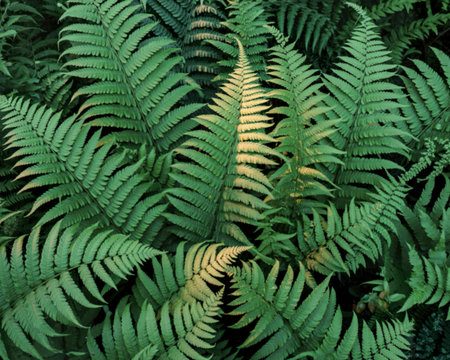 A close-up, overhead view of dense, vibrant green fern leaves. Some fronds are kissed by a soft,...