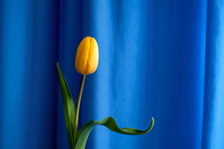A solitary yellow tulip with vibrant green leaves is captured in a close-up shot. The flower stands...