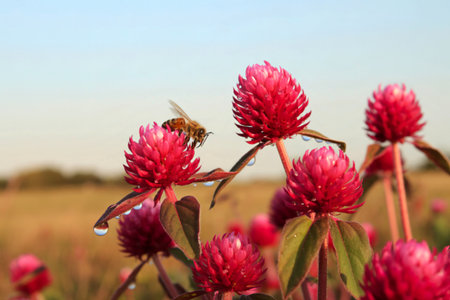 A honeybee is perched on a vibrant pink globe amaranth flower, collecting nectar. Water droplets...