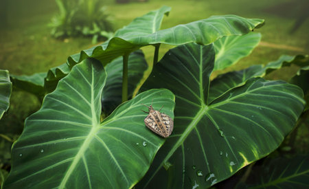A patterned insect rests on a large wet green elephant ear leaf in a garden