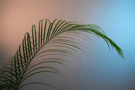 A single, vibrant green palm frond arches across the frame. Its delicate leaflets fan out against a...