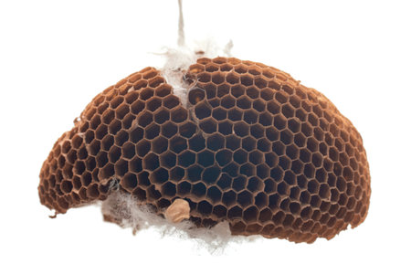 A detailed view of a brown, hexagonal wasp nest suspended against a white background. White, fluffy fibers are attached to the structure, hinting at its construction.の写真素材