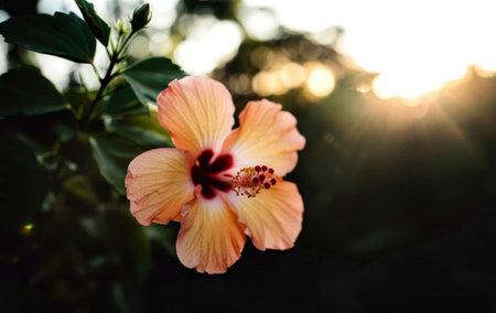 A soft peach hibiscus flower with a deep red center is in sharp focus. The background is a dark blur with warm, golden sun flares and bokeh.の写真素材