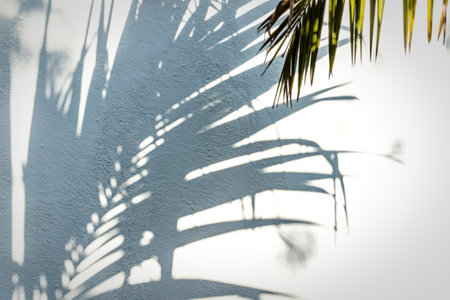 Abstract pattern of palm frond shadows cast on a textured white wall. Sunlight creates dappled light and shadow play, evoking a tropical, serene atmosphere.の写真素材