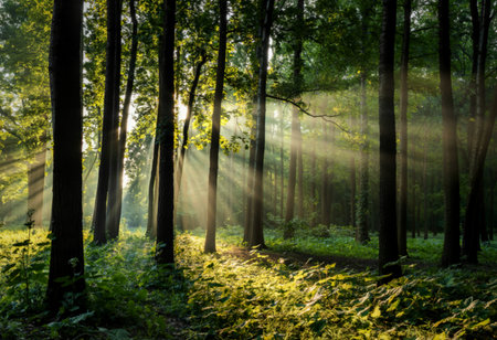 Beautiful morning in the forestの写真素材