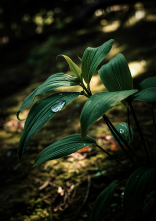 Forest floor plant with dew dropsの写真素材