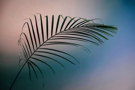 A solitary, dark green palm frond gracefully curves across a softly blurred background. The background transitions from a muted pinkish hue to a serene blue.の写真素材