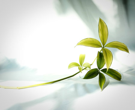 A single green plant stem with multiple clusters of variegated leaves, bathed in soft light creating gentle shadows on a light blue fabric background.の写真素材