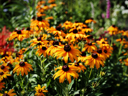 Bright yellow flowers of Rudbeckia hirta Goldilocks catching sunlight in a gardenの写真素材