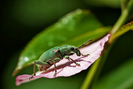 A vibrant green weevil is perched on a soft pink petal, showcasing intricate details of both insect...