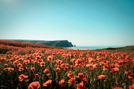Vibrant poppy field by the ocean coastlineの写真素材
