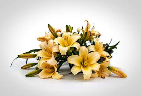 day lily or Hemerocallis lilioasphodelus isolated on white backgroundの写真素材