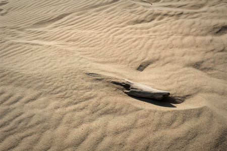 A single piece of weathered driftwood lies partially buried in the soft, rippled sand of a dune. The texture of the sand and the natural patterns created by the wind are prominent.の写真素材