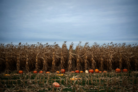 Pumpkins in a dried cornfield autumn sceneの写真素材