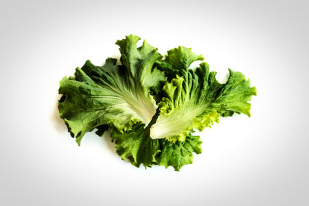 Lettuce leaf on white background,Salad ingredientの写真素材