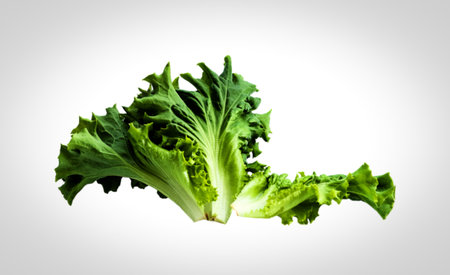 Lettuce leaf isolated on white background ,Green leaves pattern ,Salad ingredientの写真素材