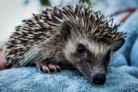 Close up woman holding wild hedgehog concept photoの写真素材