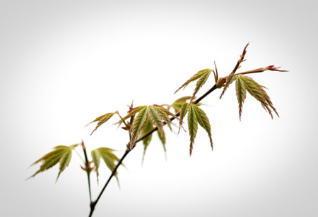A delicate branch of a Japanese maple tree displays young, unfurling leaves. The leaves are a soft green with hints of red at the tips, set against a clean white background.の写真素材