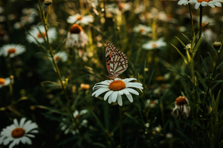 A delicate butterfly with intricate orange and white patterns perches on the bright yellow center of a white daisy, surrounded by a field of similar flowers.の写真素材