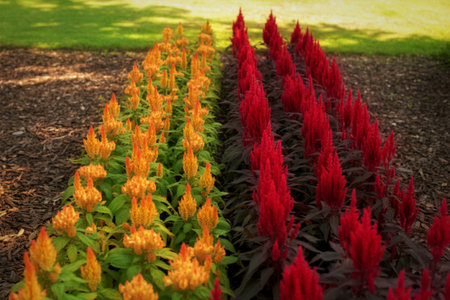 Neatly planted rows of bright orange and deep red Celosia flowers create a striking contrast in a...