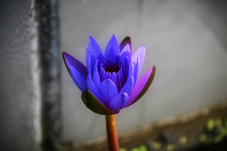 A close-up view of a beautiful purple water lily, its delicate petals unfurling. The flower sits atop a stem in a tranquil pond, with a blurred background.の写真素材