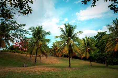 The coconut palm in the park on summer , lighting in the day parkの写真素材