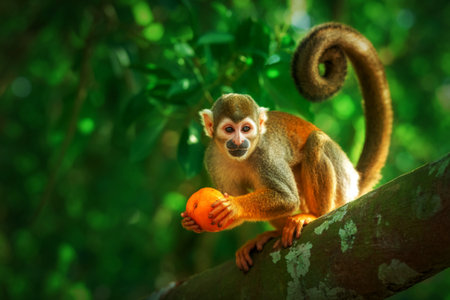 Squirrel monkey holding orange in lush rainforestの写真素材