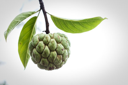 A close-up shot of a green, unripe custard apple fruit hanging from a branch. Several large, vibrant green leaves surround the fruit against a bright, white background.の写真素材