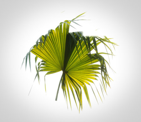 A single, vibrant green palm frond is illuminated from behind, showcasing its delicate veins and scattered water droplets. The frond is isolated against a pure white background, creating a clean and natural aesthetic.の写真素材
