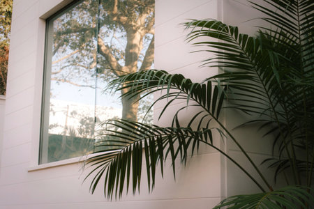 Palm fronds against modern white building exteriorの写真素材