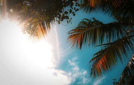 Looking up through the canopy of palm trees, the sun shines brightly, casting golden hues on the fronds. Wispy clouds drift across the vibrant blue sky.の写真素材