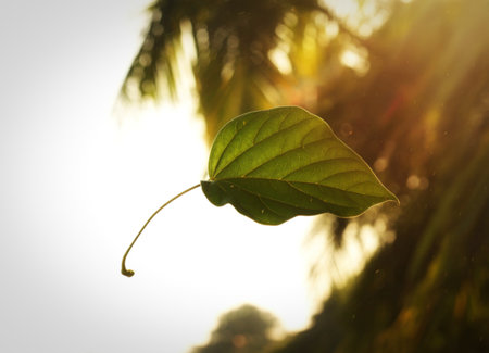 A single, vibrant green leaf with prominent veins is suspended against a bright, hazy sky. Soft sunlight filters through, illuminating tiny raindrops falling around it.の写真素材