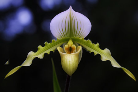 A close-up macro photograph showcases a pale white Lady Slipper orchid. Its petals display delicate green veins and ruffled edges, set against a softly blurred dark background.の写真素材
