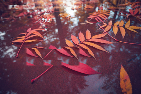 Red and orange autumn leaves gently rest on a dark, still water surface, creating a serene and colorful autumnal scene.の写真素材