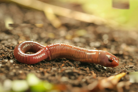 A detailed close-up photograph showcases a glistening brown earthworm on damp soil. Water droplets...