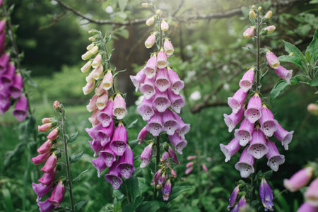 Several stalks of foxglove flowers, in varying shades of pink and white, are shown growing in a lush green garden setting. The flowers are in full bloom, and some water droplets are visible.の写真素材