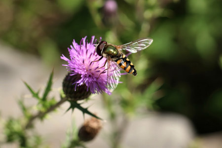 A detailed close-up captures a hoverfly with vibrant yellow and black stripes perched delicately on...