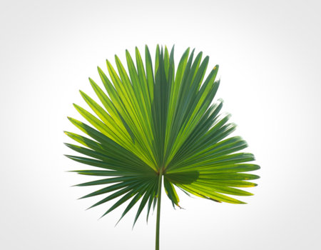 A single, large, fan-shaped palm leaf is prominently displayed against a clean white backdrop. The...